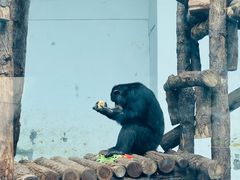 -合肥野生动物园