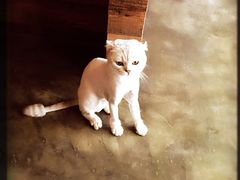 Mikaku(Mikaku万达店)-MIKAKU(万达广场上海宝山店)