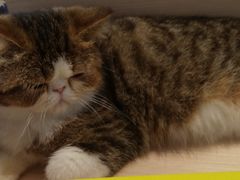 -瞄一喵猫咖(格力海岸店)