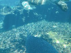 -海棠湾洲际-涛·海底餐厅·美人鱼·自助餐·海底隧道
