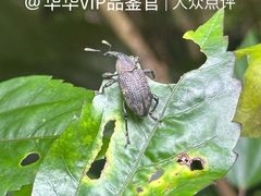 -野象谷景区