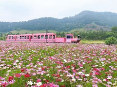 -径山花海