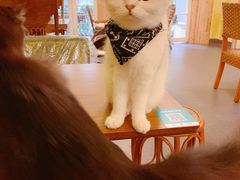 -猫色咖啡·猫咖