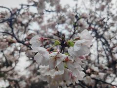 -武汉大学-樱园