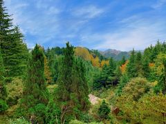 -四明山国家森林公园