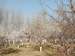 -永定河休闲森林公园