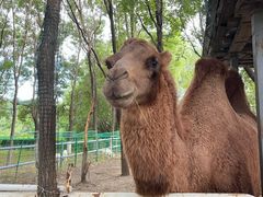 -长白岛森林公园