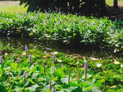 -上海滨江森林公园