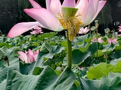 -莲花池公园