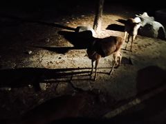 -清迈夜间动物园