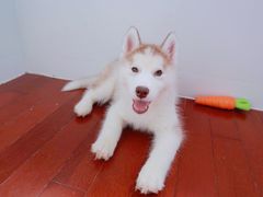 -Husky Go! 哈士奇体验馆·宠物咖啡厅狗咖