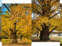 -千年银杏谷文化旅游区