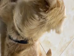 -猫狗日记·自助洗护·宠物寄养·售卖