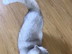 -pd派德宠物中心医院24H急重症·眼科中心·血液透析中心(嵩山北路店)