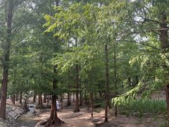 -白水寺森林公园