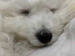 -瑞鹏宠物医院·骨科·猫科·内科(第一中心)