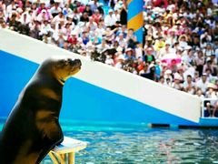 -秦皇岛乐岛海洋王国