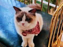 -喵喵咪呀布偶猫咖(春熙路店)