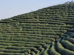 -龙坞茶村