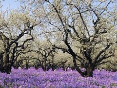 -江苏三台山国家森林公园
