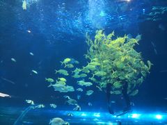 -华夏文旅海洋公园