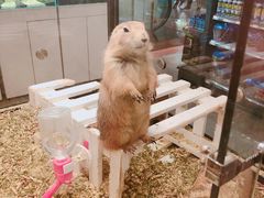 -宠物世家(仲盛世界商城店)