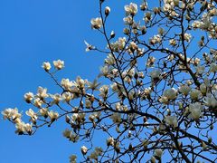 -重庆中央公园(渝北区)