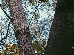 -广州雕塑公园