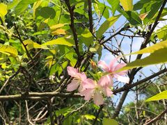 -羚羊峡古栈道森林公园