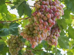 -金谷域澳洲庄园