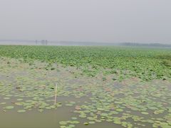 -微山湖红荷湿地景区