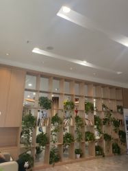 -碧莲盛·不剃发植发