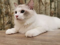 -酷豆宠物咖啡·宠物美食·撸猫馆