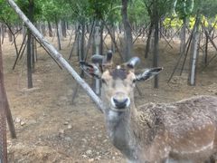 -秦皇岛野生动物园