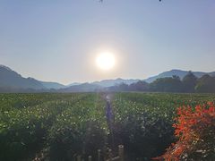 -中国茶叶博物馆(双峰馆区)