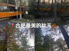 -合肥滨湖国家森林公园