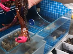 -宾朋海鲜美食特色餐厅·纯手工鲅鱼水饺(兴海路店)