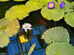 -国家植物园南园