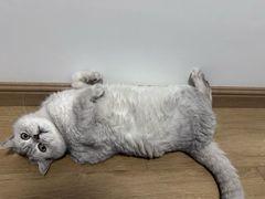 -御宝贝·A梦猫科宠物医院(国际猫友好医院)