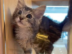 -爪爪喵星球·猫舍(前海卓越店)