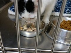 -艾贝尔宠物诊疗