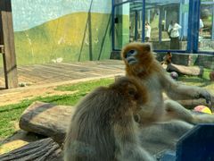 -大连森林动物园