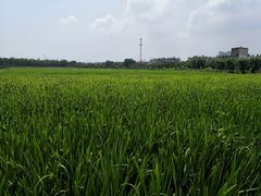 -上海长兴岛郊野公园