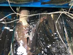 鲜活草鱼-北京清河镇农副产品交易市场中心