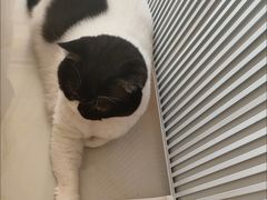 -宠福鑫康馨动物医院·骨科·眼科