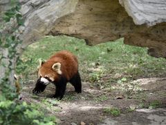 -上海野生动物园