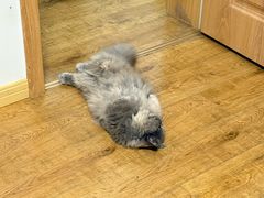 -纳吉亚猫专科动物医院·北北分院