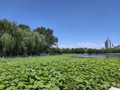 -莲花池公园