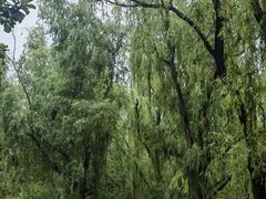 -洛阳市隋唐城遗址植物园