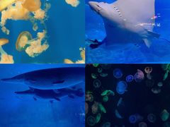 -烟台海昌鲸鲨海洋公园